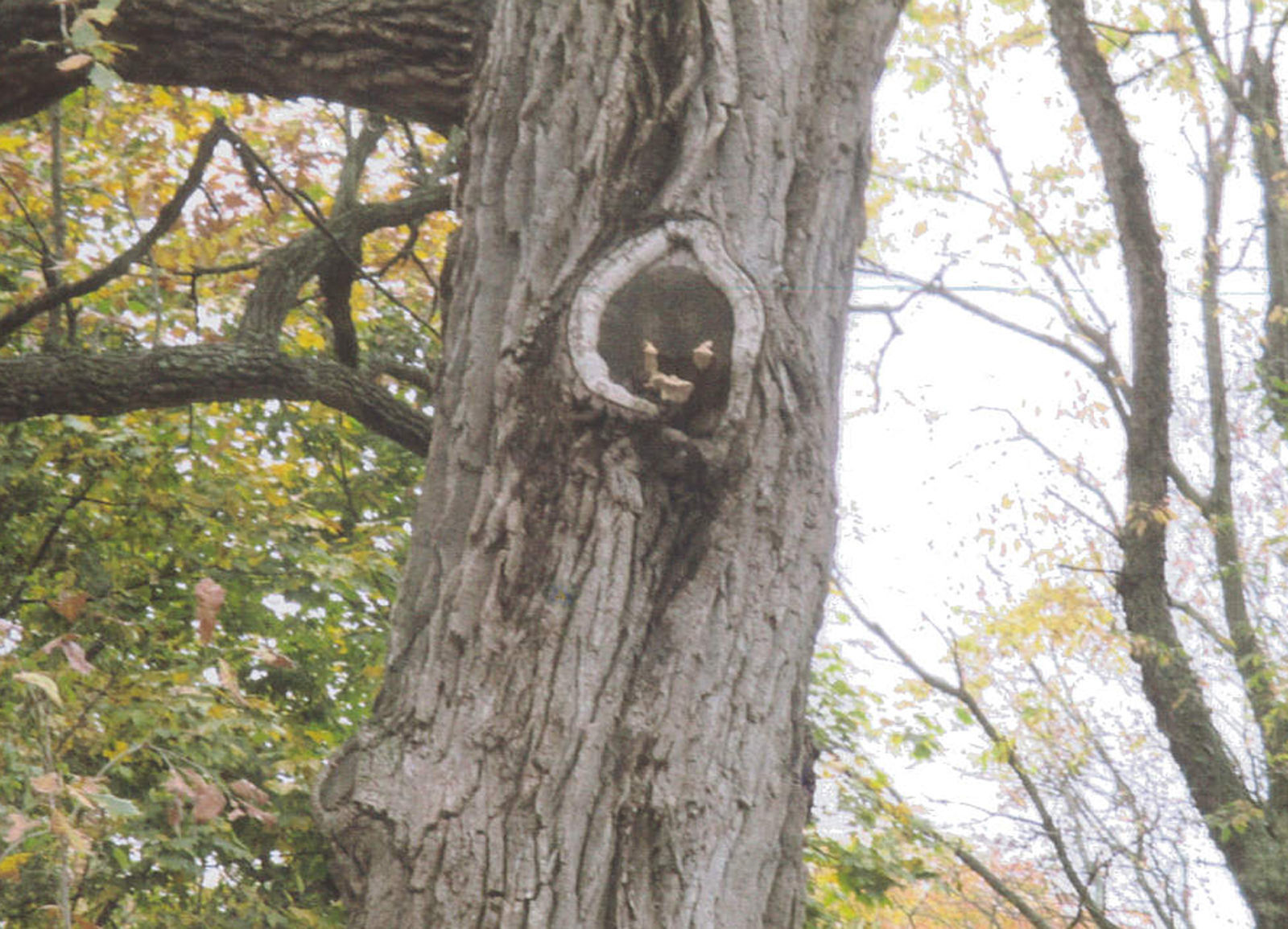 Treeface image